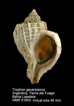 Trophon geversianus.jpg - Trophon geversianus(Pallas,1774)